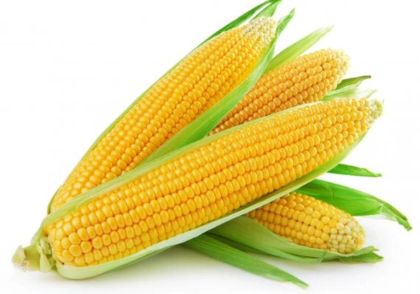Sweet Corn Fresh : 2 Pcs